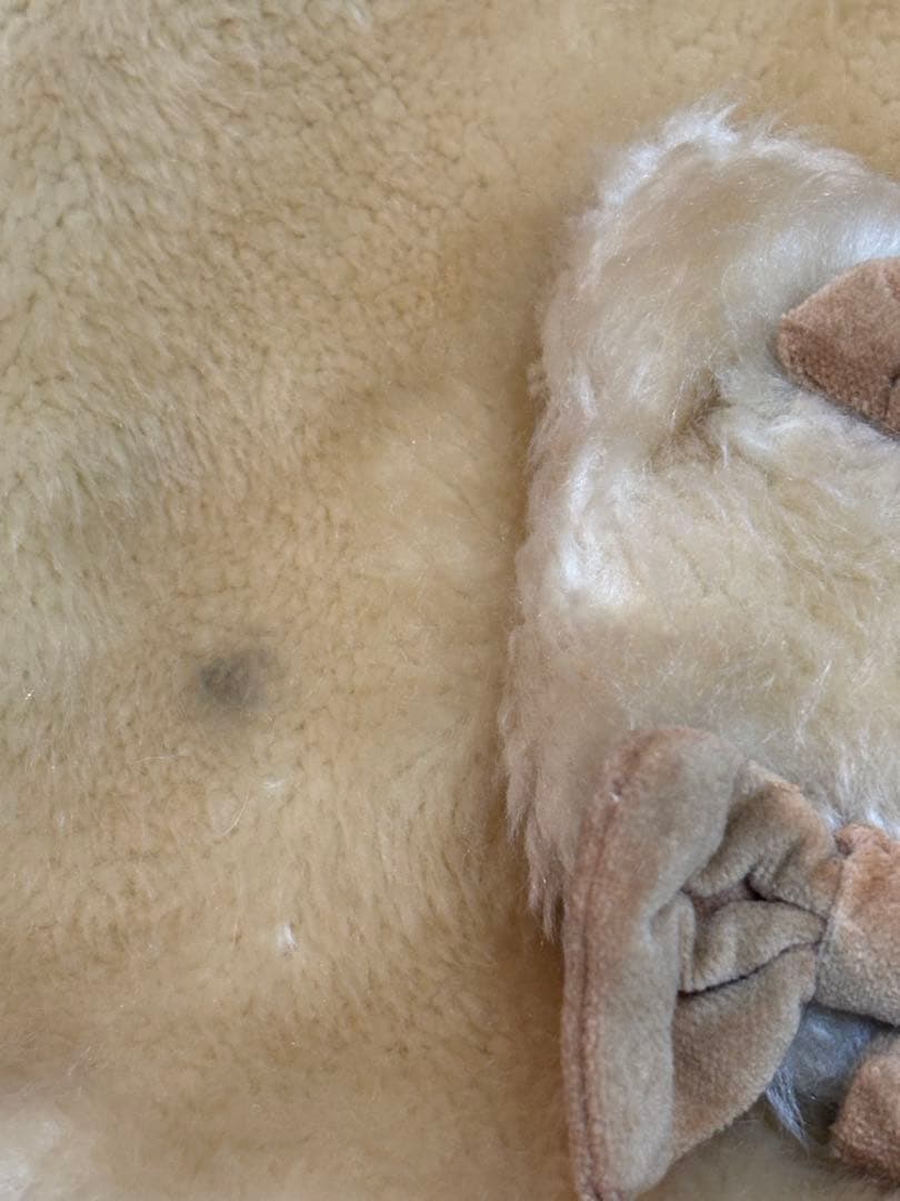 angelic pretty ケープコートとファーのベレー帽セット