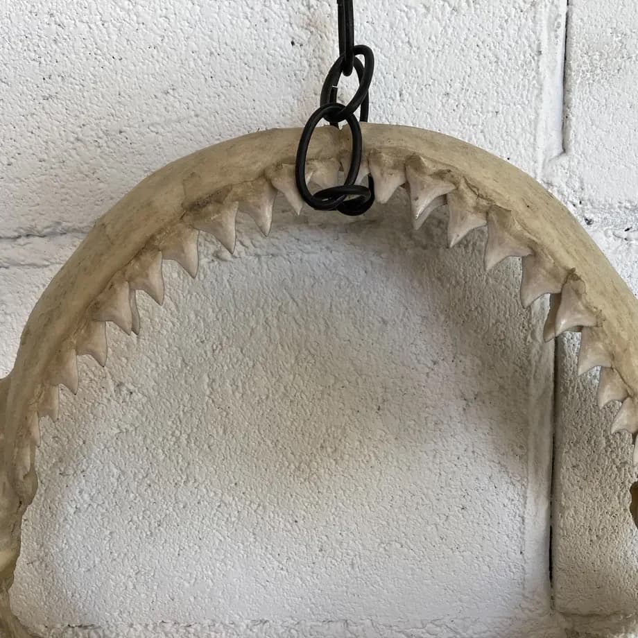 と*ろ様 サメ　歯　オブジェ　標本