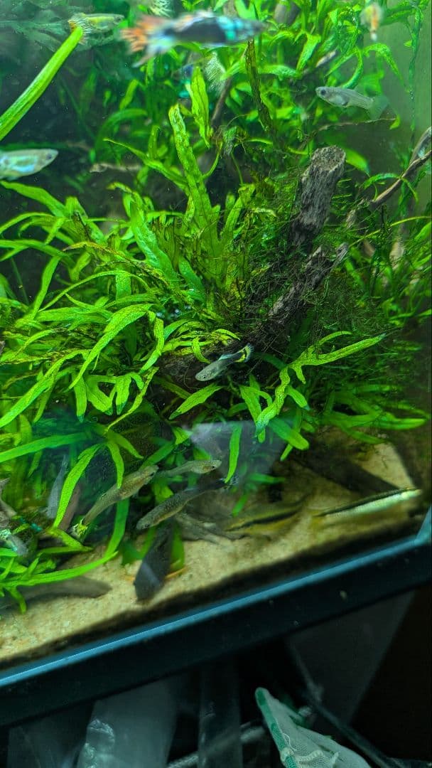 ミクロソリウムトライデントリーフ60葉以上が自然活着した2本組のブランチ流木