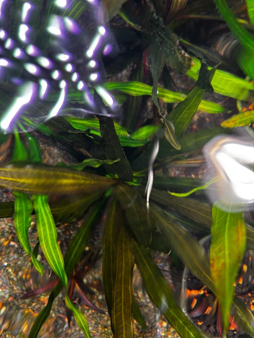 エキノドルス　ホレマニーオレンジ