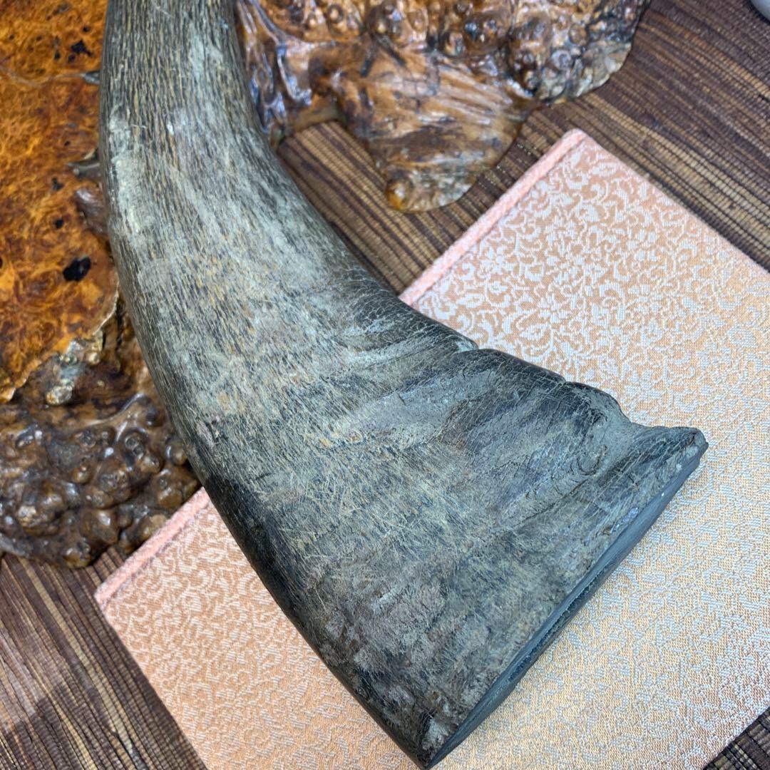 に*ょ様 稀少牛の角置物