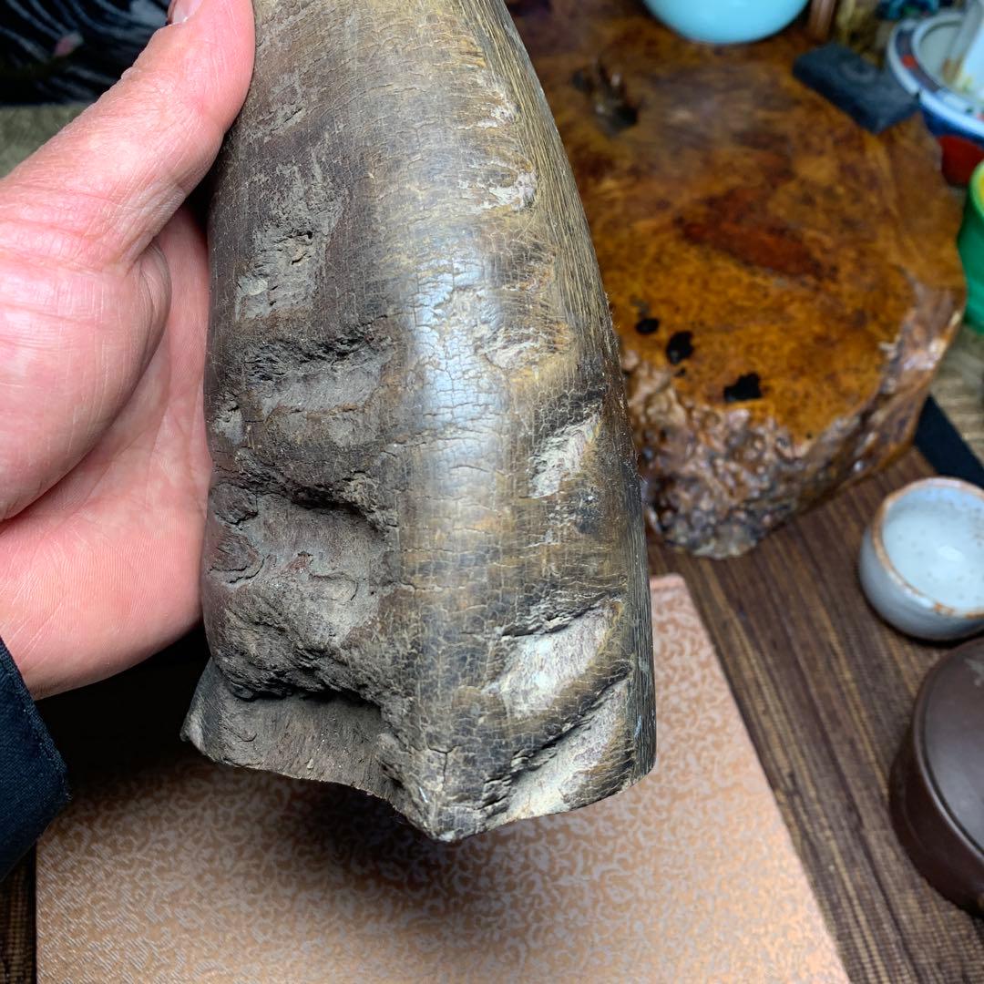 に*ょ様 稀少牛の角置物