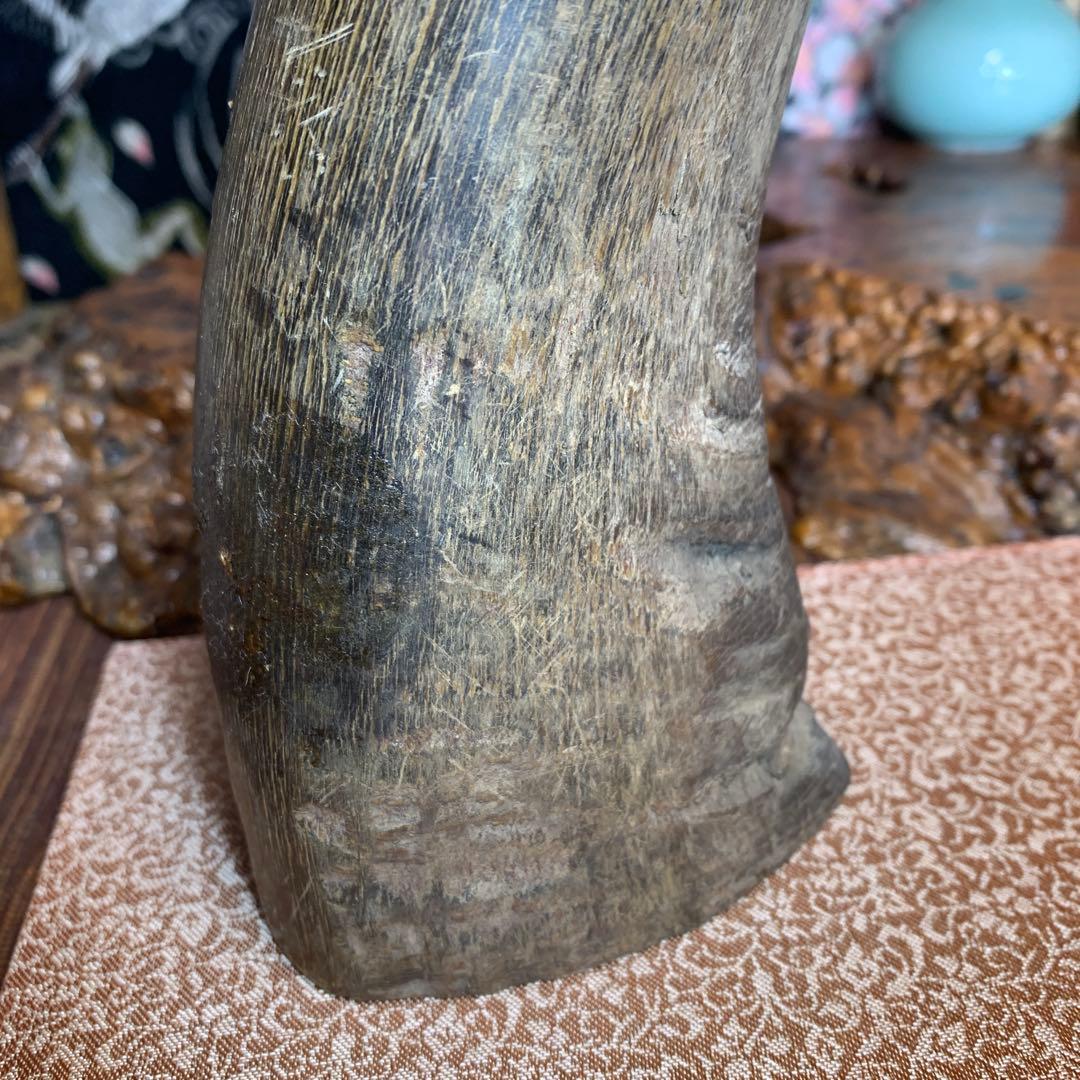 に*ょ様 稀少牛の角置物