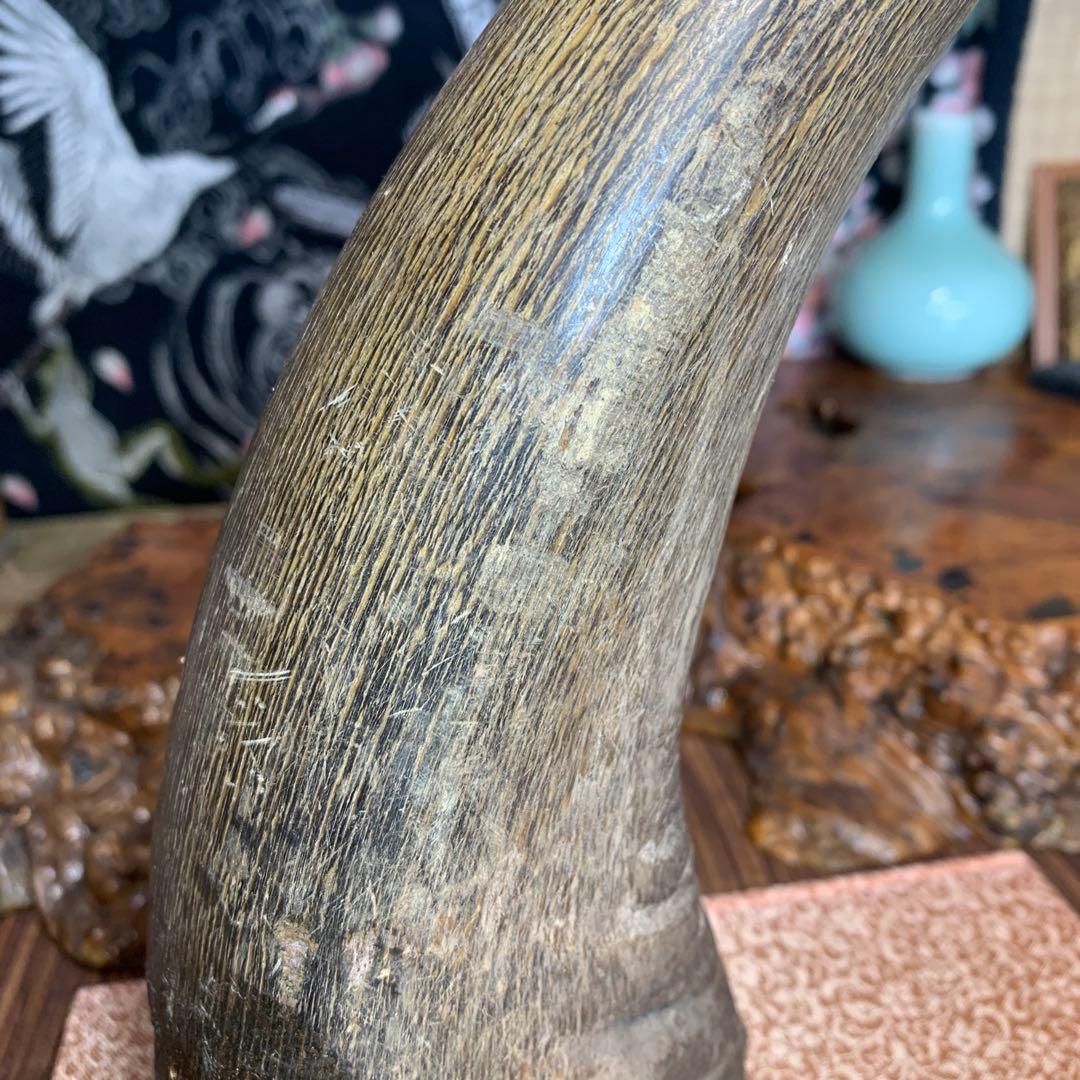 に*ょ様 稀少牛の角置物