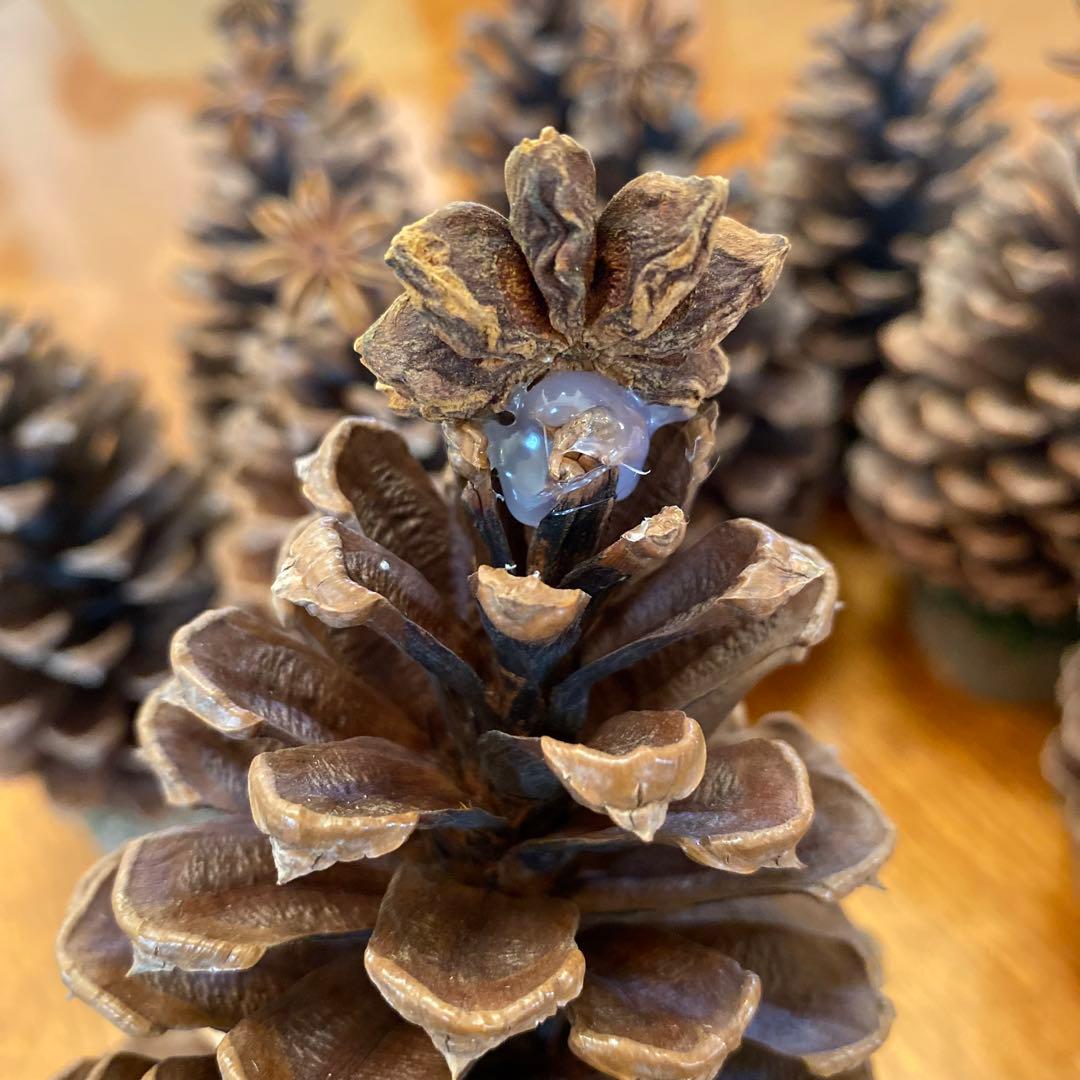 ⚠️専用品⚠️ 大王松 の 松ぼっくりツリー 土台付き ツリー クリスマス