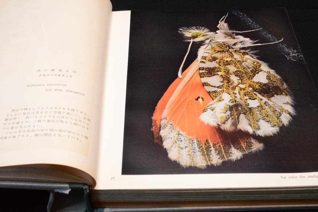 田淵行男 写真集【高山蝶】　昭和34年　初版発行