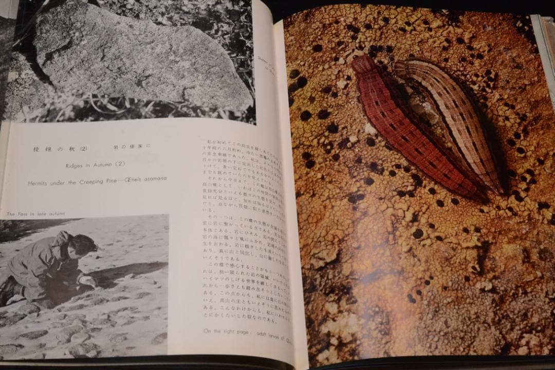 田淵行男 写真集【高山蝶】　昭和34年　初版発行