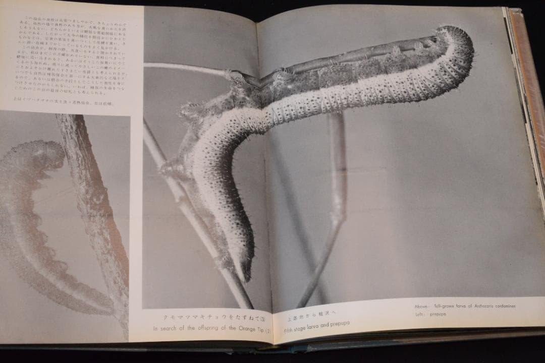 田淵行男 写真集【高山蝶】　昭和34年　初版発行