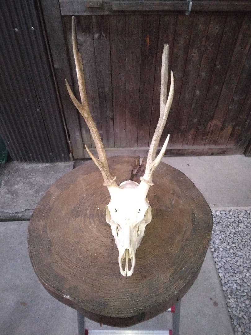 ​鹿の頭骨 1点セット 角付き スカル 剥製 インテリア 鹿ツノ 本物