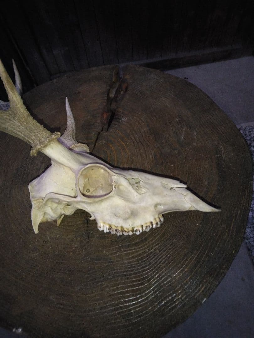​鹿の頭骨 1点セット 角付き スカル 剥製 インテリア 鹿ツノ 本物