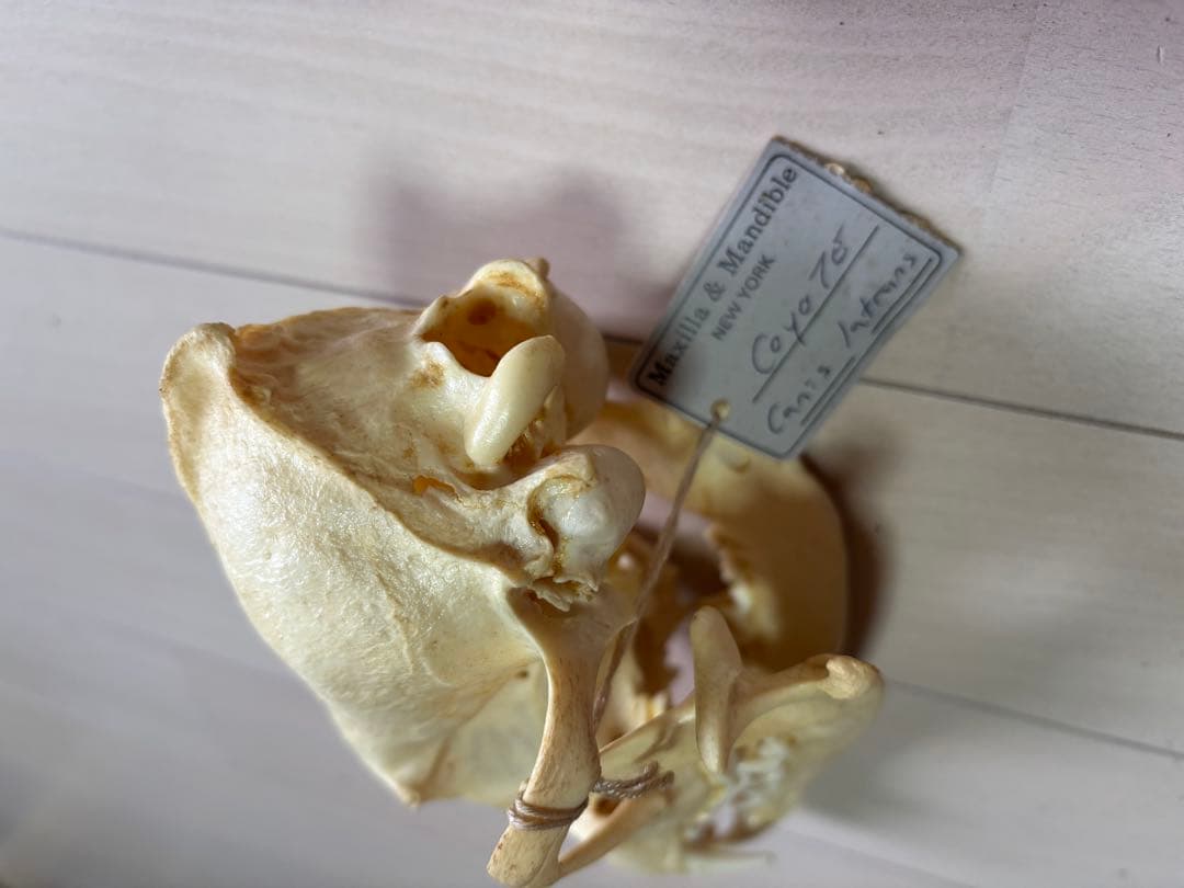 コヨーテ　頭骨　標本