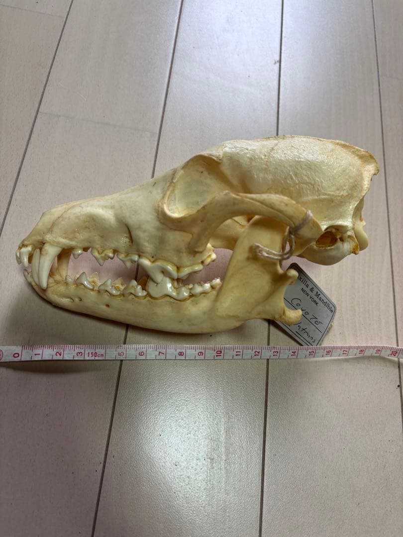 コヨーテ　頭骨　標本