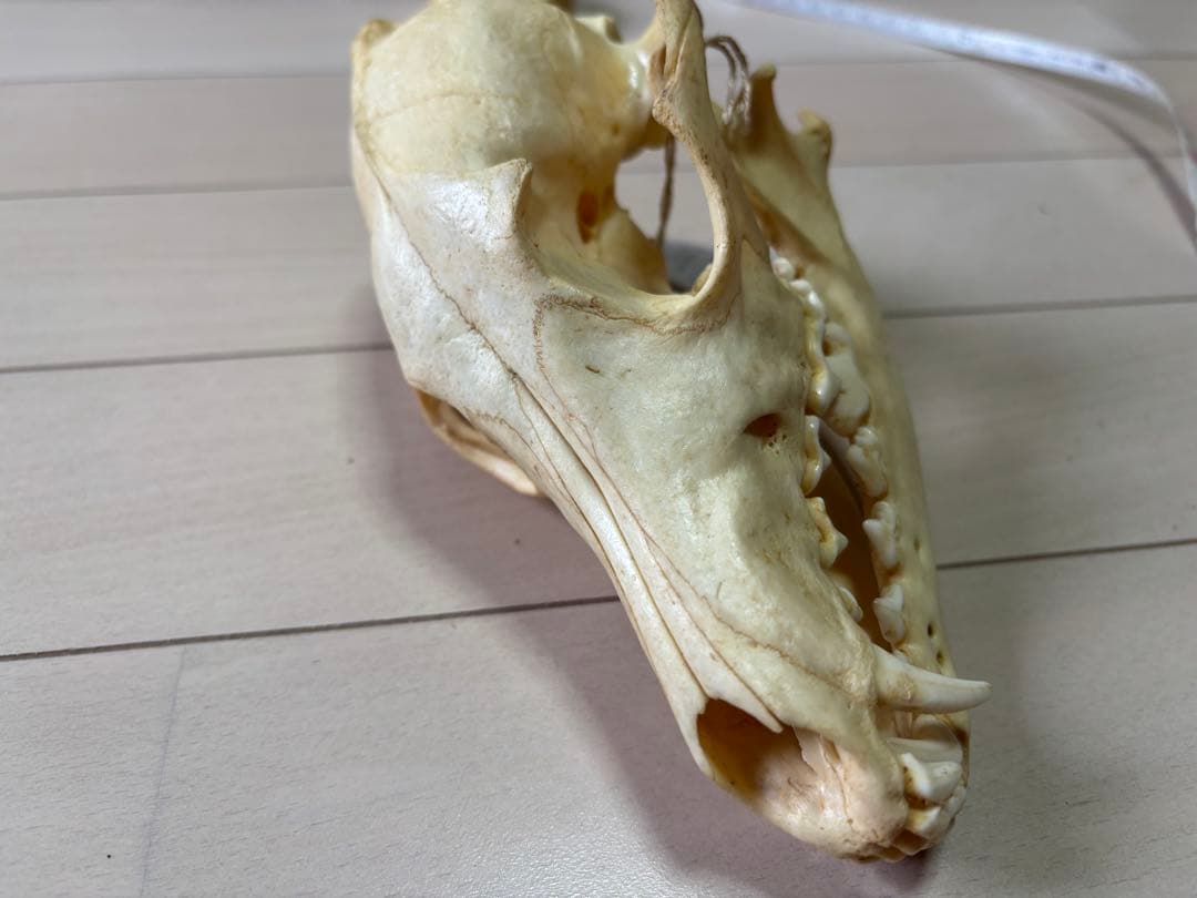 コヨーテ　頭骨　標本