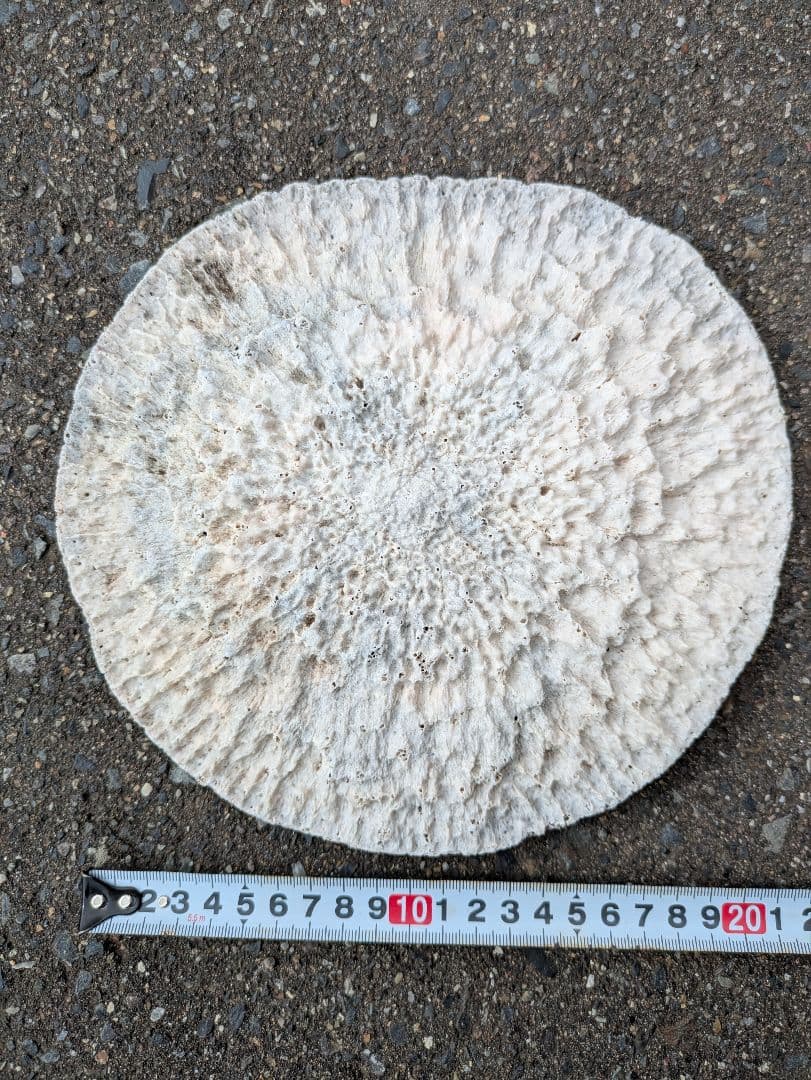 クジラの骨？　海で拾った骨