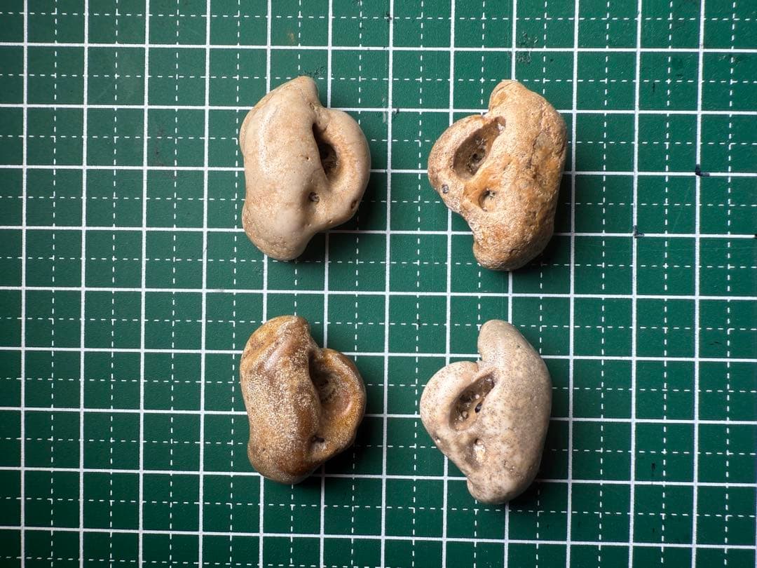 館山市　イルカの耳骨化石　布袋石