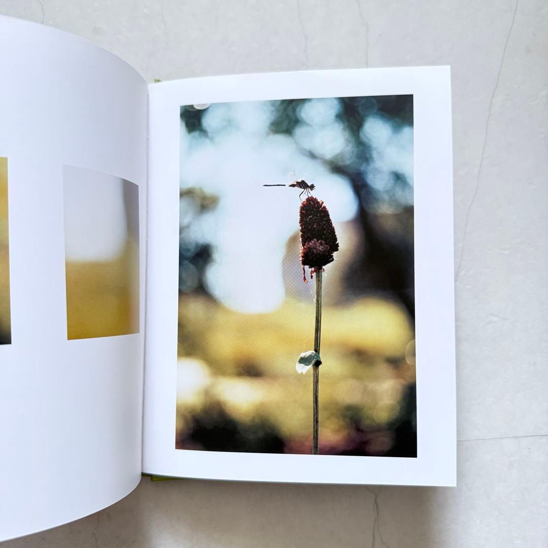 アート・デザイン・音楽 Some Insects Terri Weifenbach