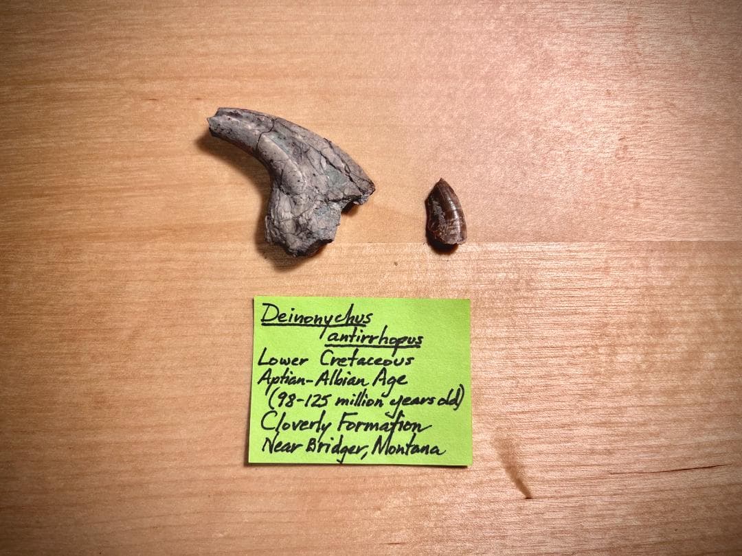 超希少・博物館級！デイノニクスの鉤爪と歯の化石　値段交渉可能