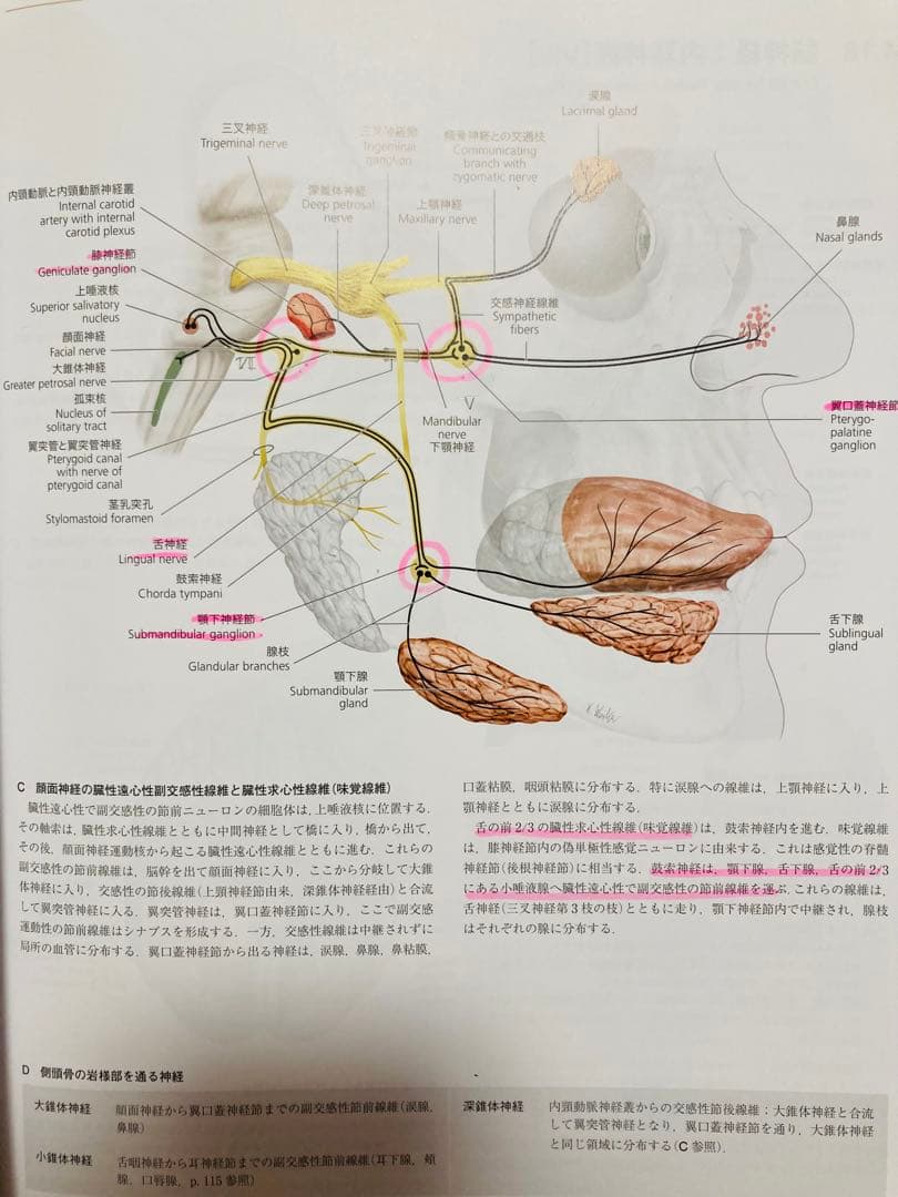 プロメテウス解剖学アトラス 第2版　3冊セット