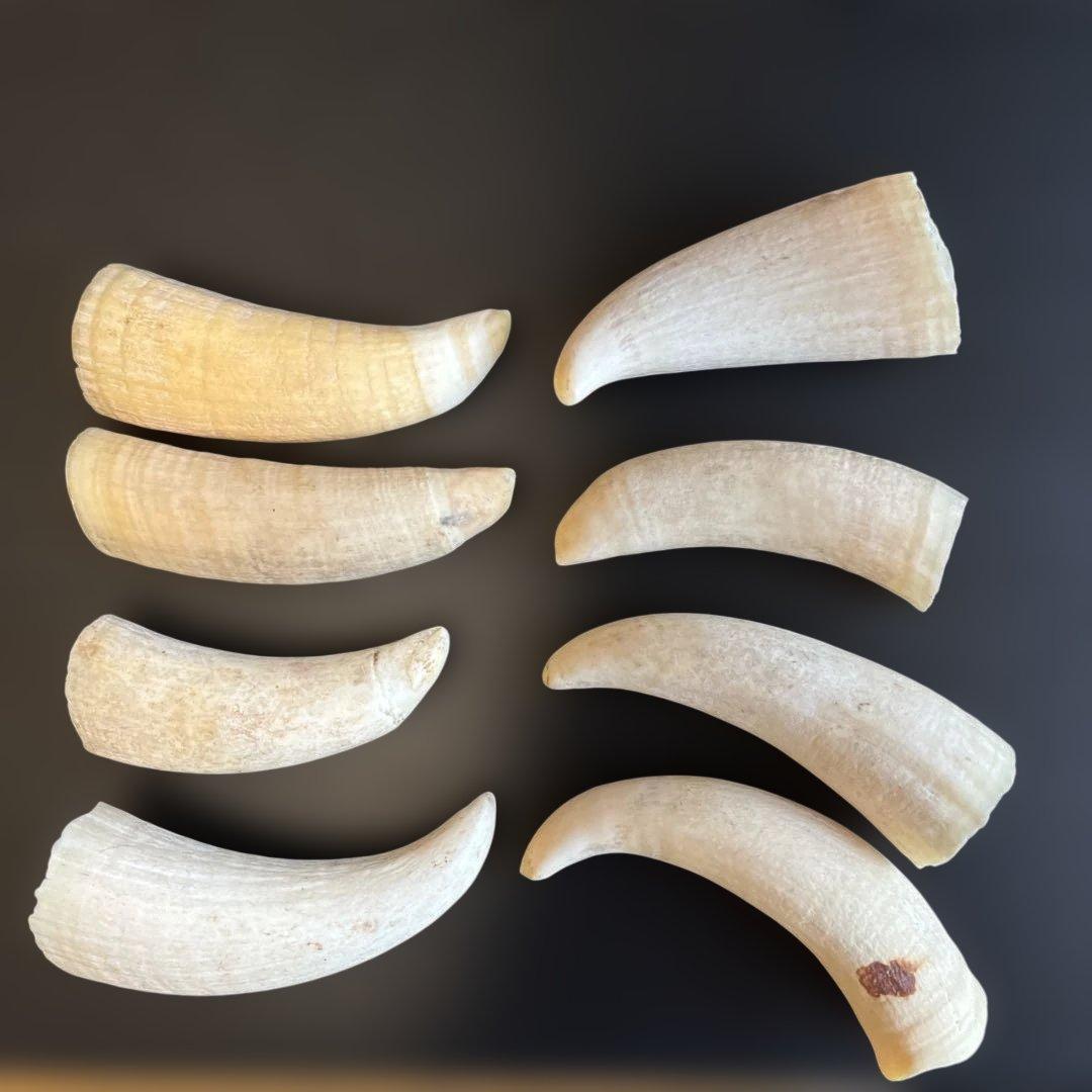 マッコウクジラ　鯨歯