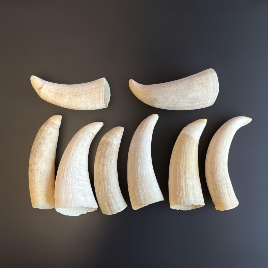 マッコウクジラ　鯨歯