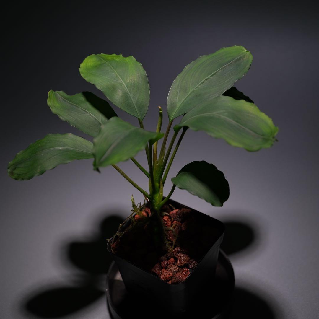 水草 BUCEPHALANDRA sp. Kedukul