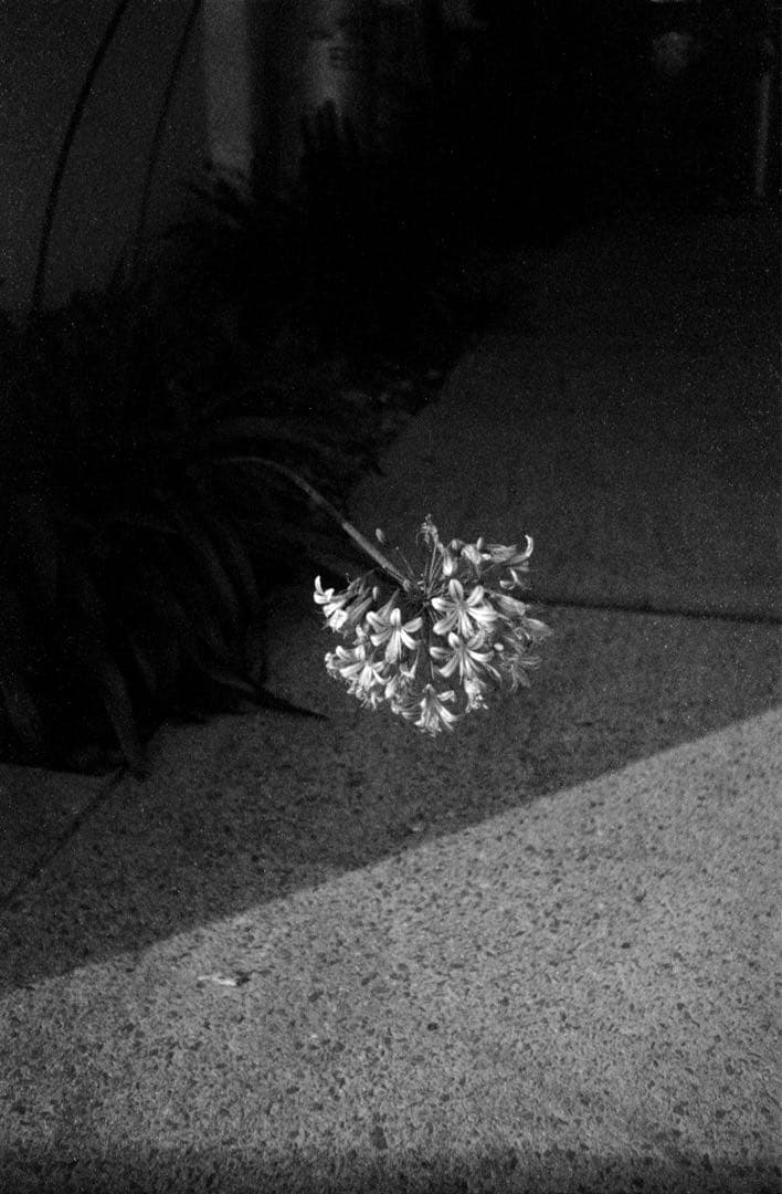 t*2様 DR Summicron 50mm F2 メガネ、箱、フード付き