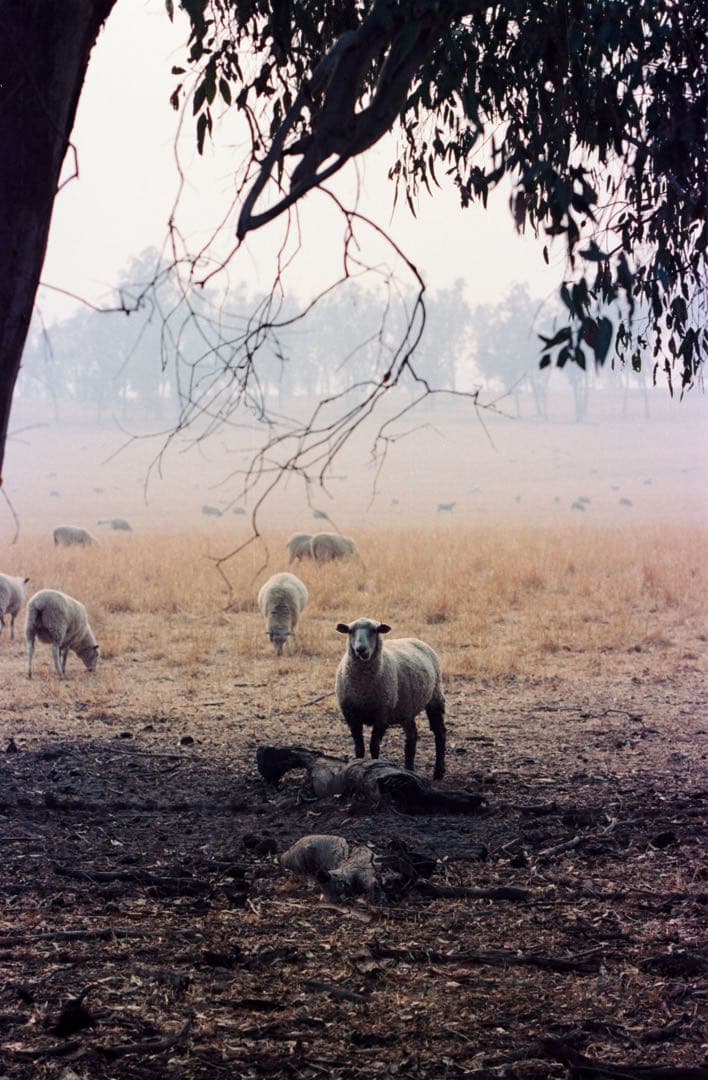 t*2様 DR Summicron 50mm F2 メガネ、箱、フード付き