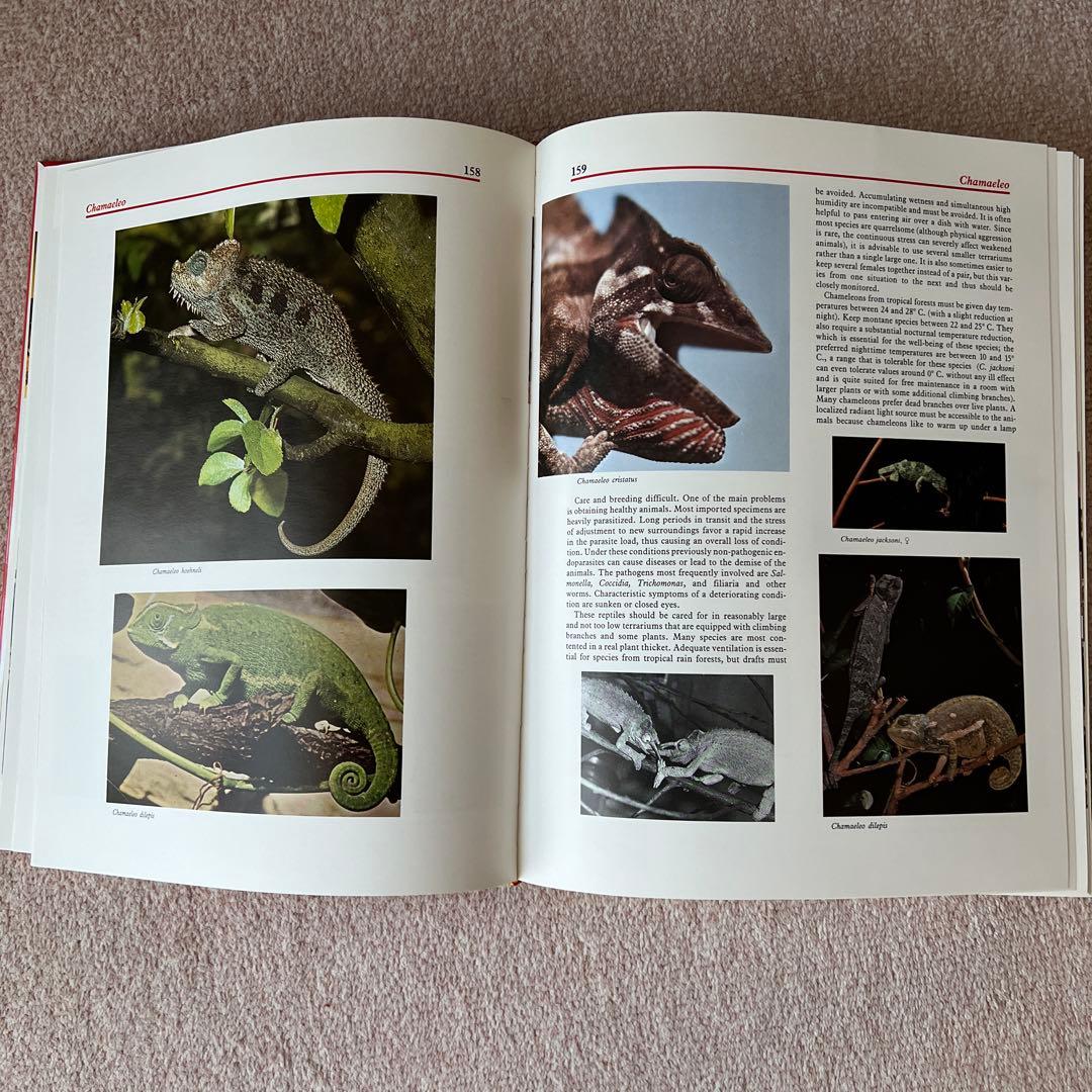 洋書　爬虫類・両生類　アトラス　大型本