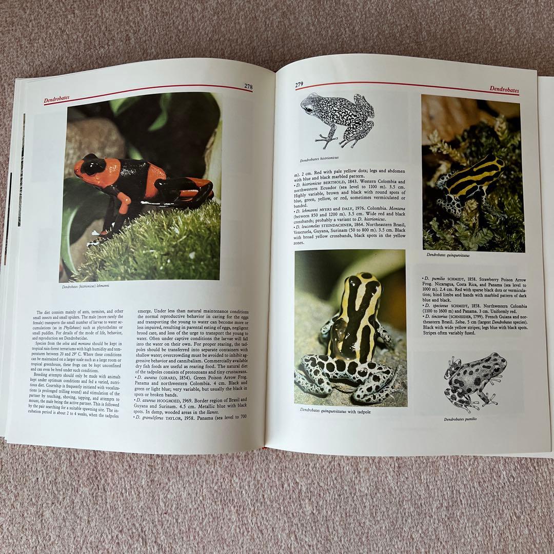 洋書　爬虫類・両生類　アトラス　大型本