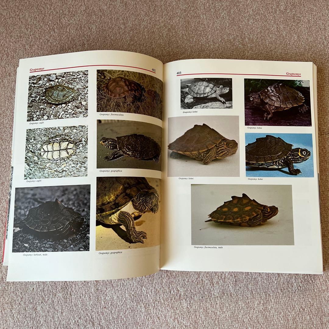 洋書　爬虫類・両生類　アトラス　大型本