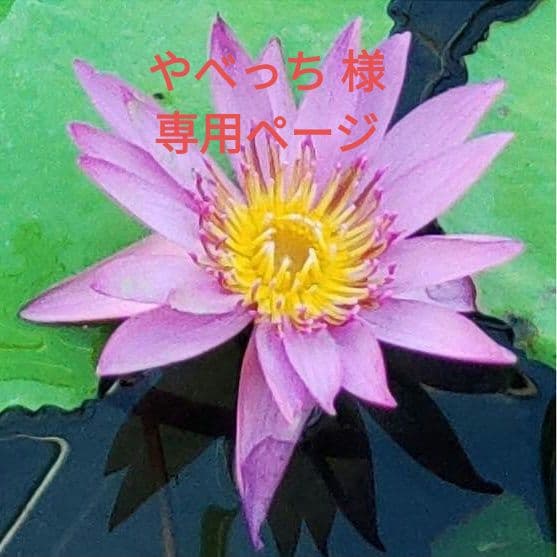 専用ページ アナスイ　長財布　ブラック がま口タイプ