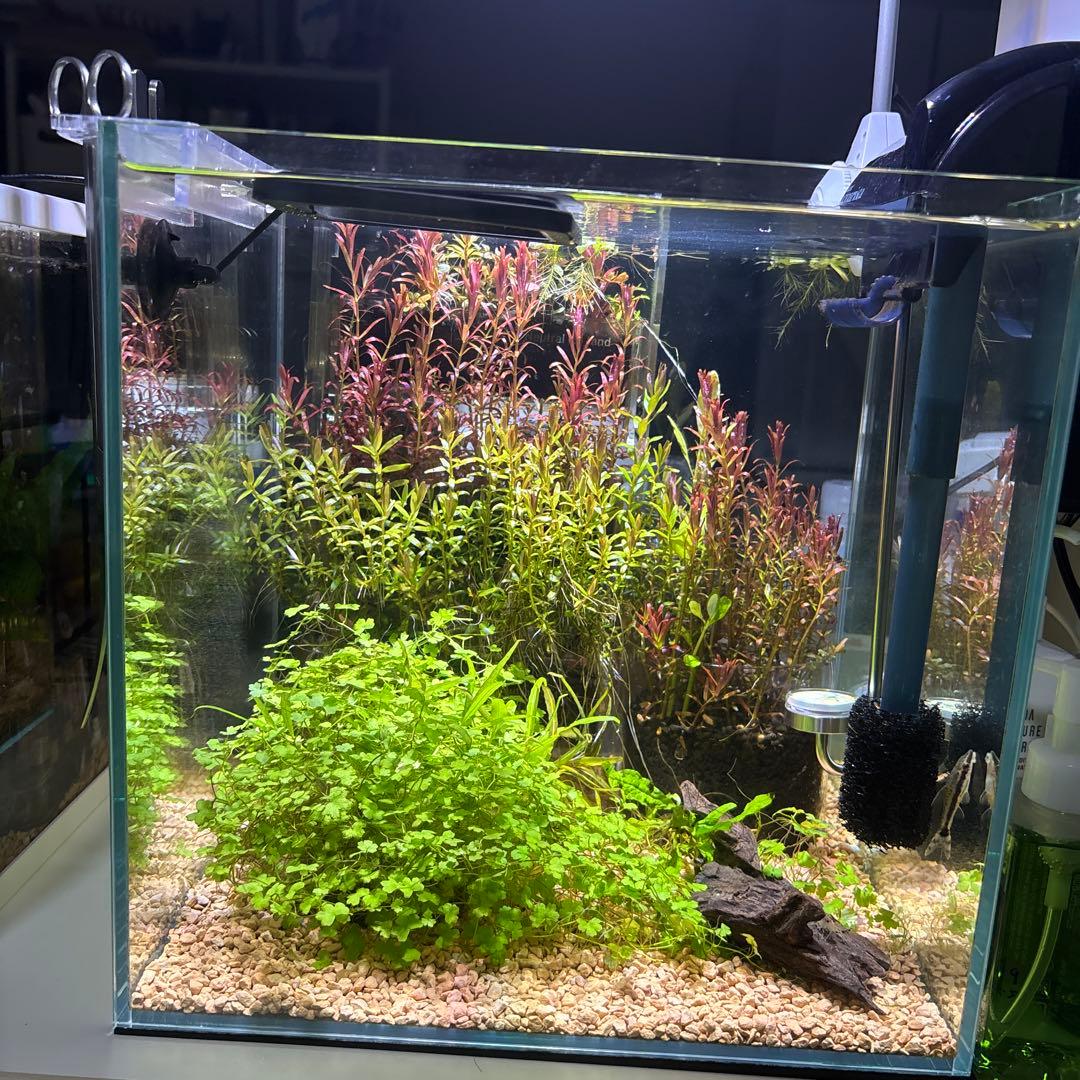 グラッシー レディオ RX122 フレッシュ Fresh 水槽 LED ライト