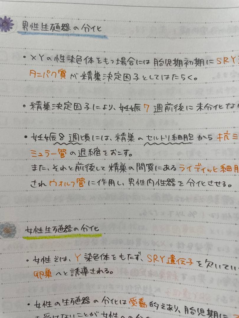 ssm_args2ページ　助産師学校セット