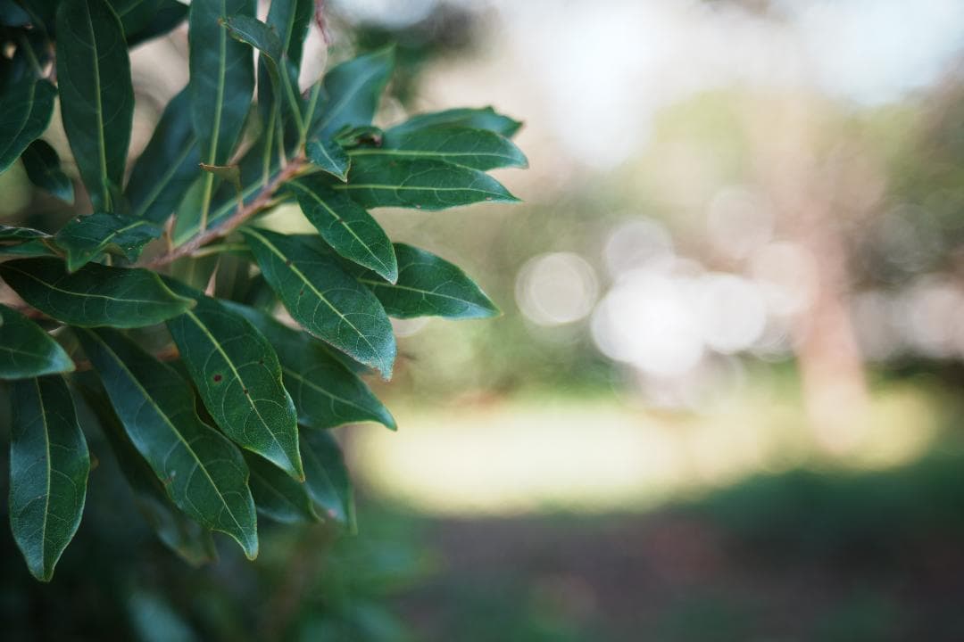 心地よいバブルボケと温かい描写 Fujinon 55mm F2.2 815