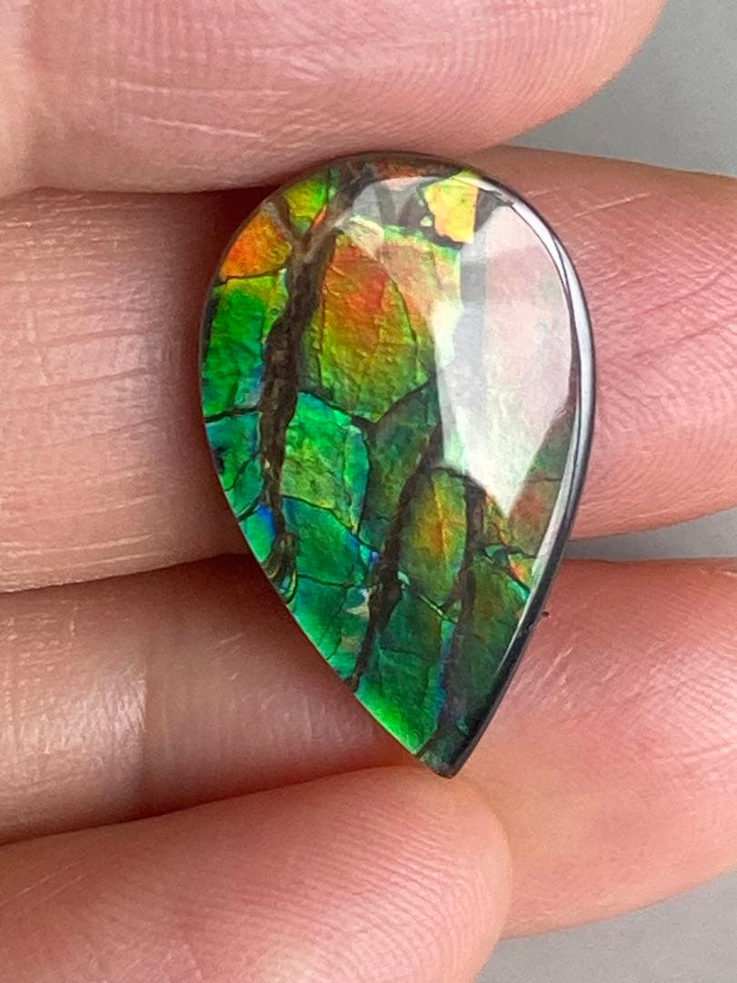 アンモライトルース　化石　原石　幅2.2cm 美品