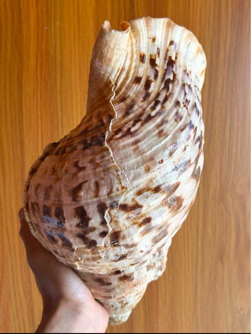 大形　法螺貝　33cm