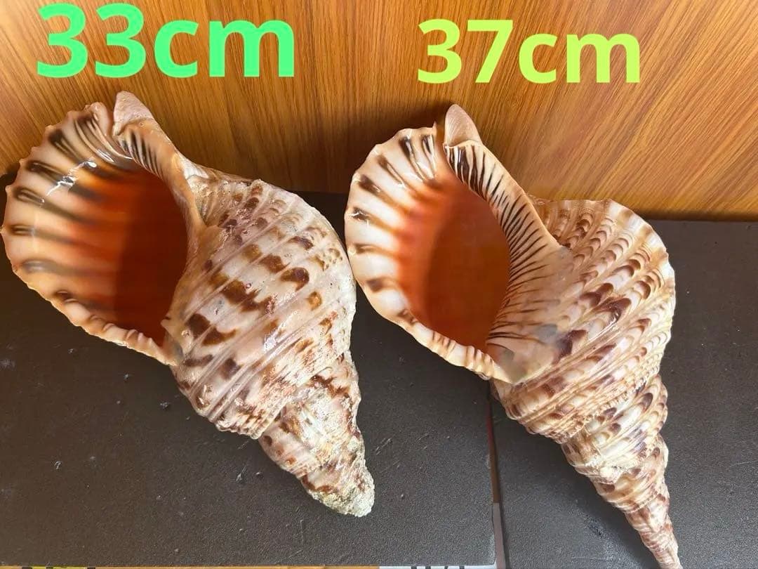 大形　法螺貝　33cm