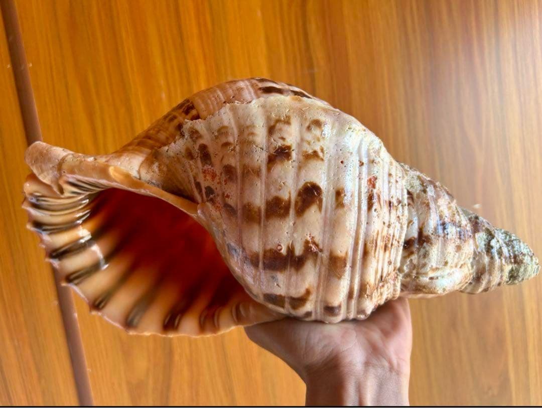 大形　法螺貝　33cm