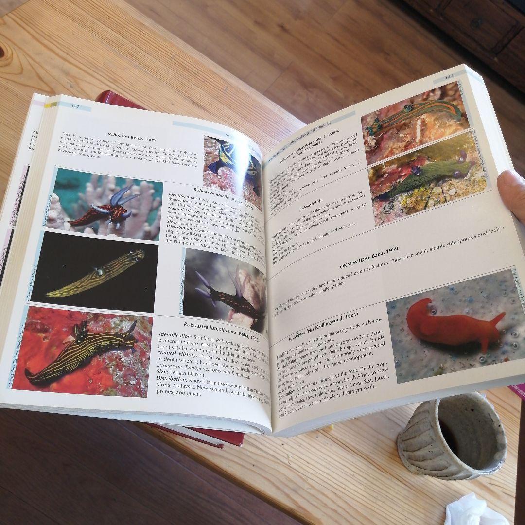 インド太平洋のウミウシ　ガイドブック　Nudibranchs　洋書