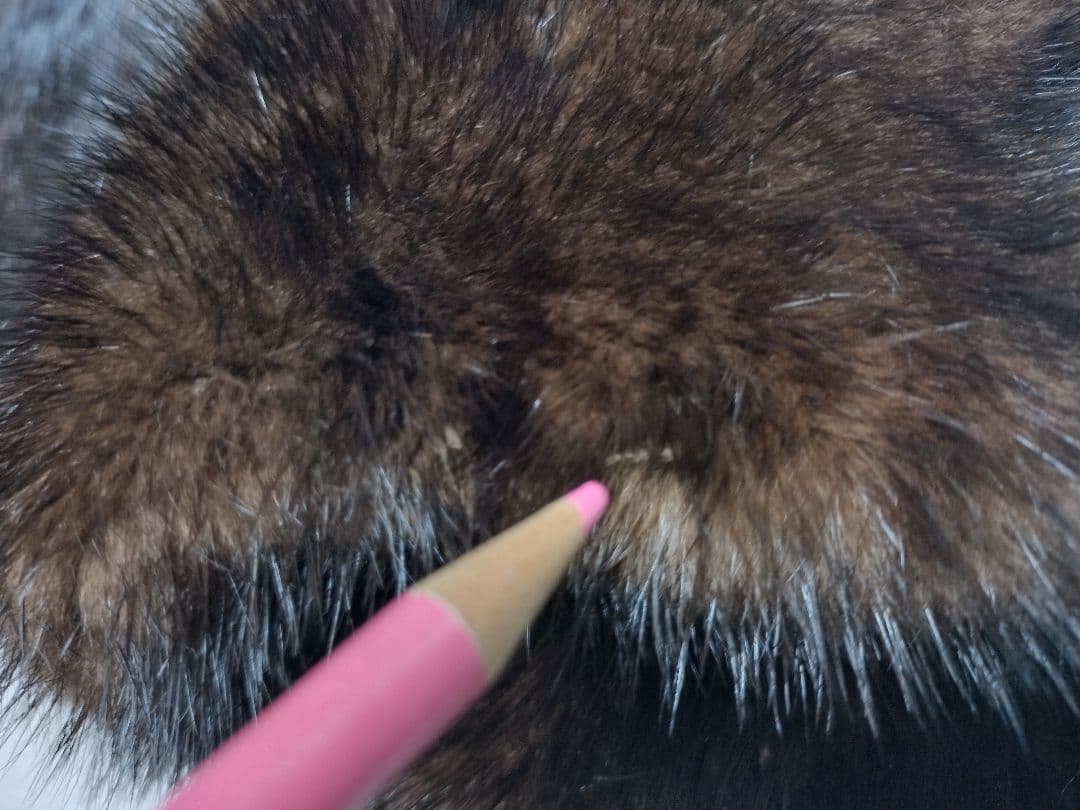 ミンクファー////フルスキン（オールミンク）訳あり