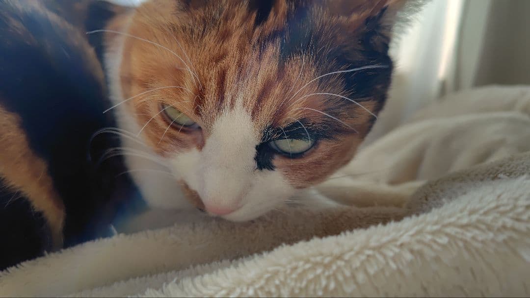 新品未開封 NEKO HP-C28BTM トゥルーワイヤレスイヤフォン