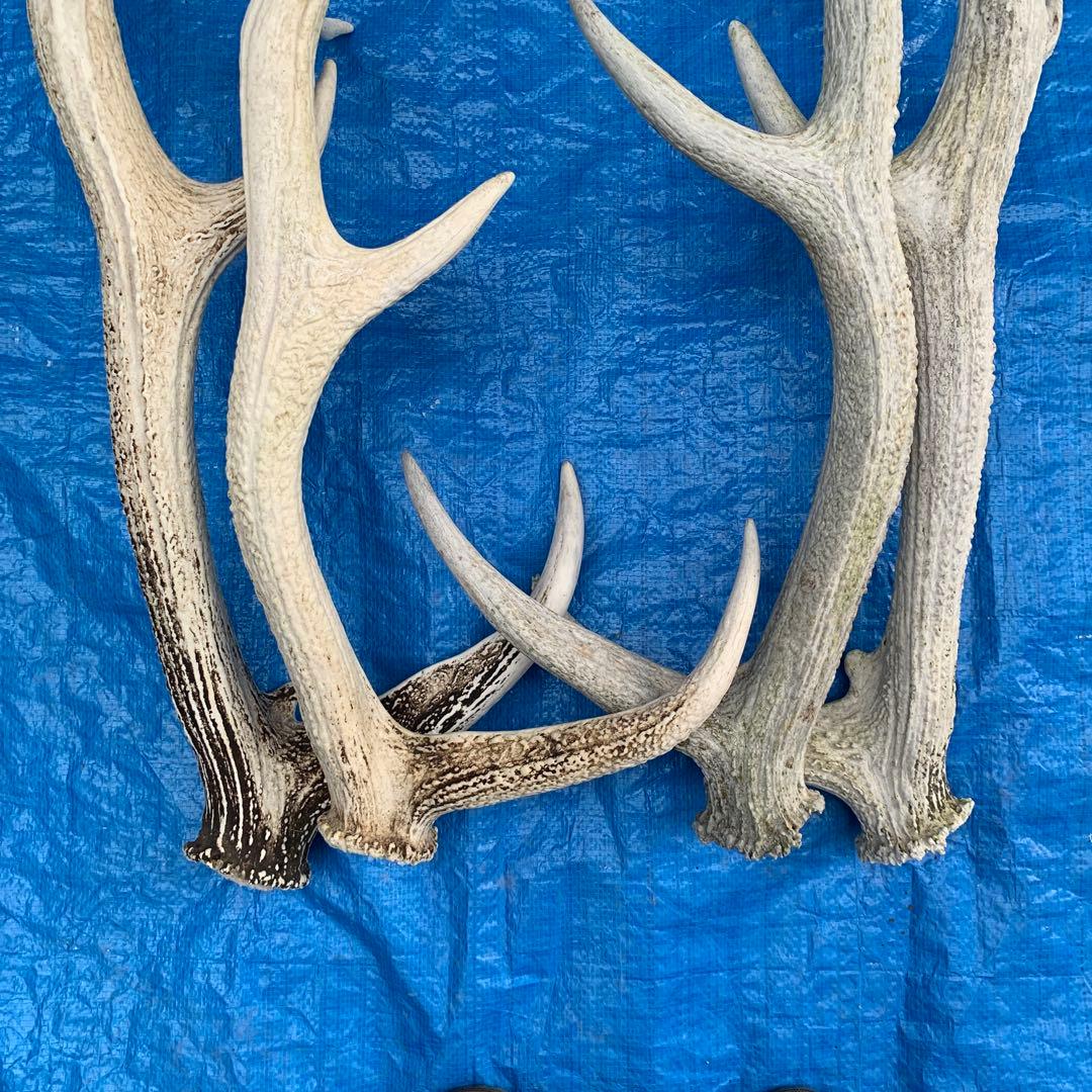 No.2095『鹿角4本セット』鹿の角　エゾ鹿　鹿角　蝦夷鹿