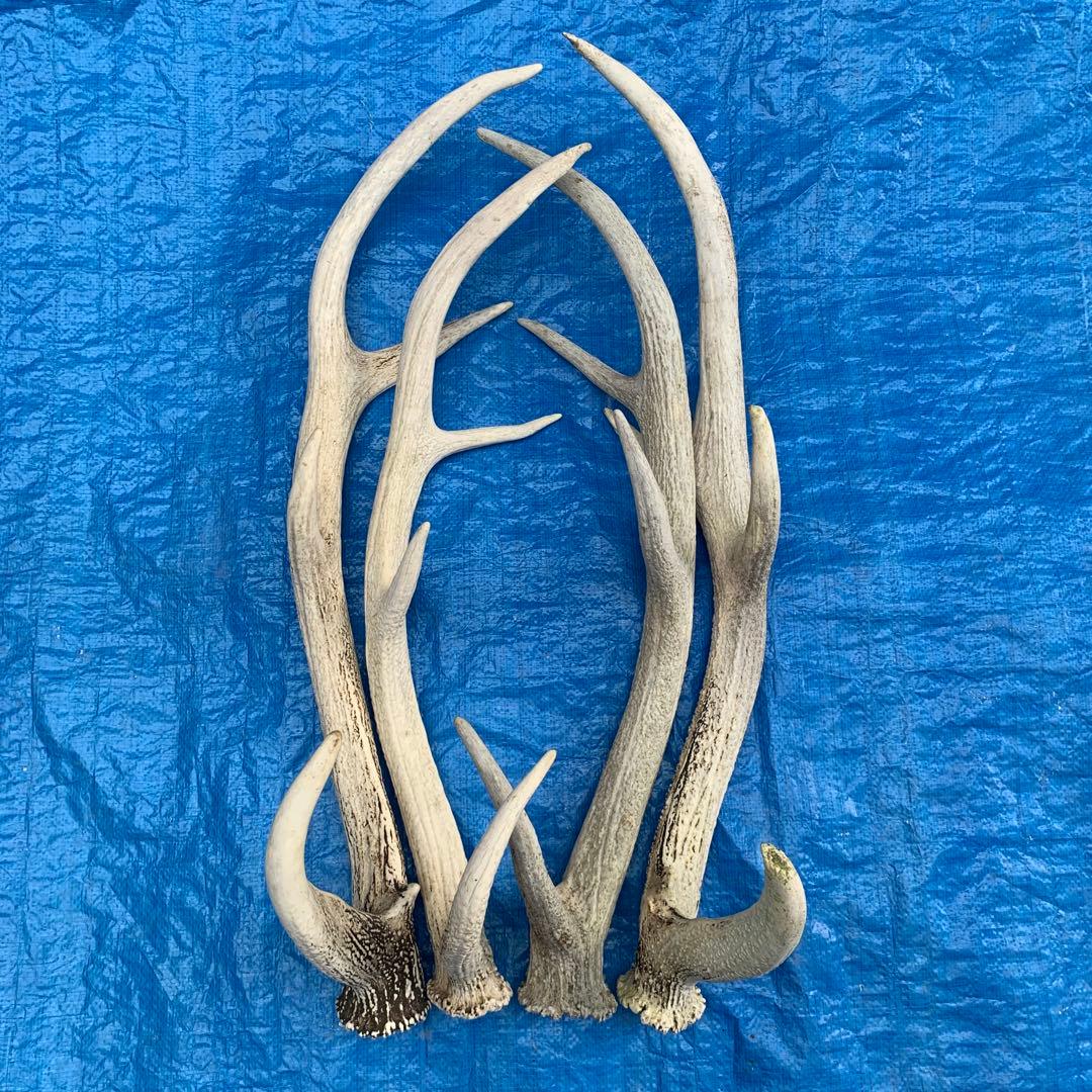 No.2095『鹿角4本セット』鹿の角　エゾ鹿　鹿角　蝦夷鹿