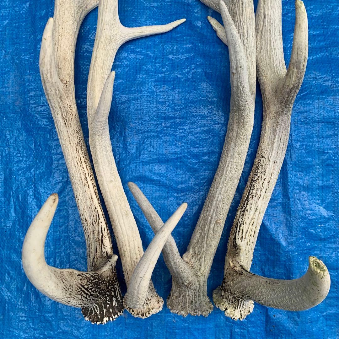 No.2095『鹿角4本セット』鹿の角　エゾ鹿　鹿角　蝦夷鹿