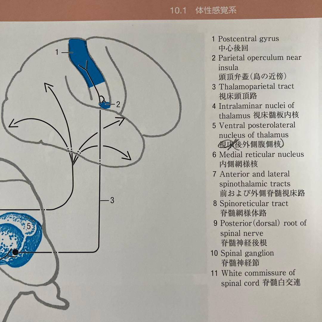 m　脳の機能解剖と画像診断　第二版