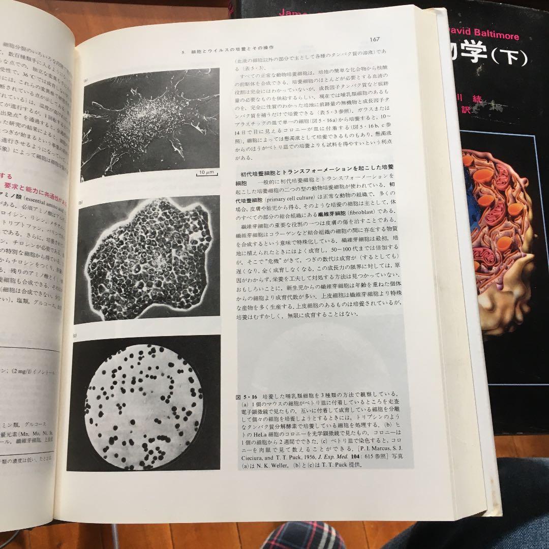 分子細胞生物学 上　下