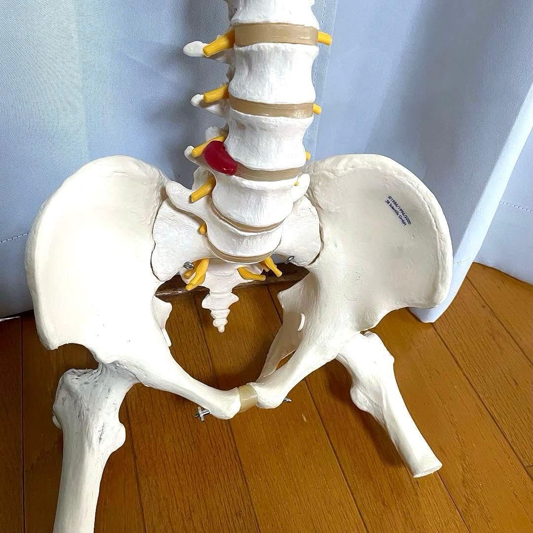 3B 脊柱模型 骨模型 人体模型 背骨 骸骨 骨格標本 オブジェ