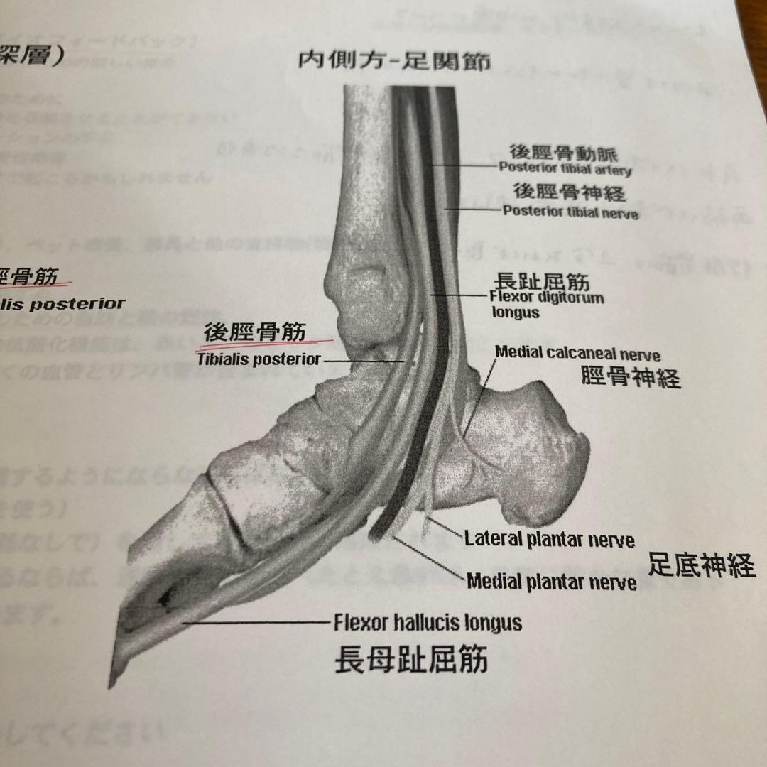 スポーツ代替医療 Dr. Philip マフェトンセミナーテキスト！貴重！カイロ