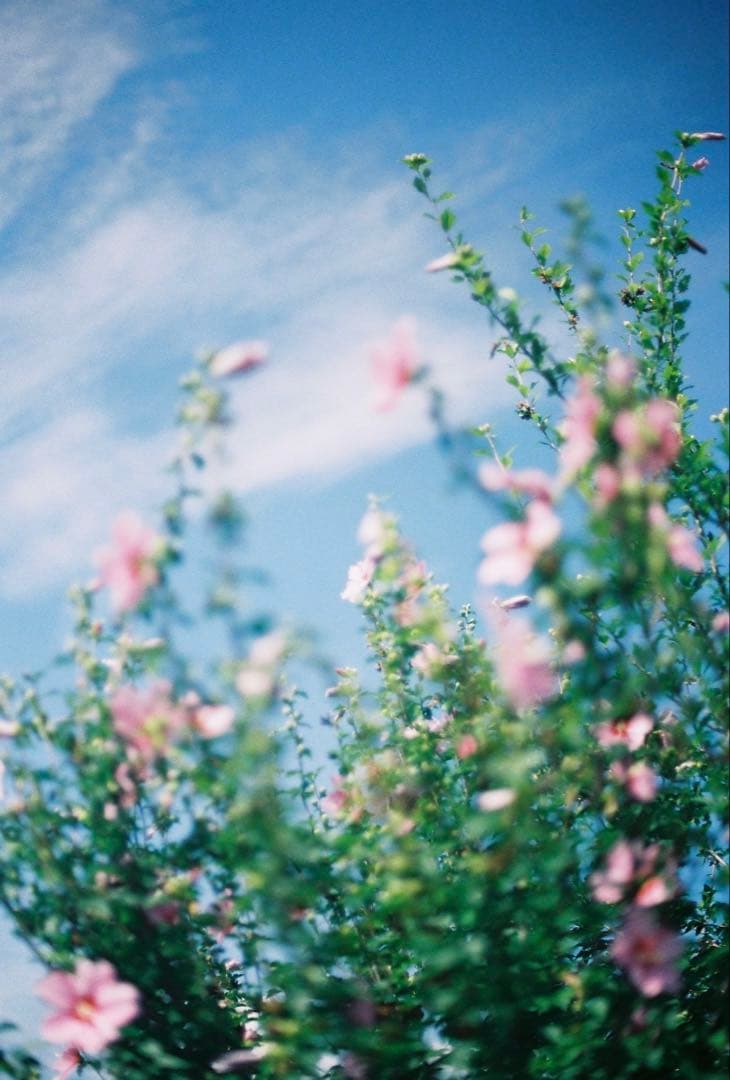 d*7様 美品 Nikon FM2T 一眼レフカメラ チタン