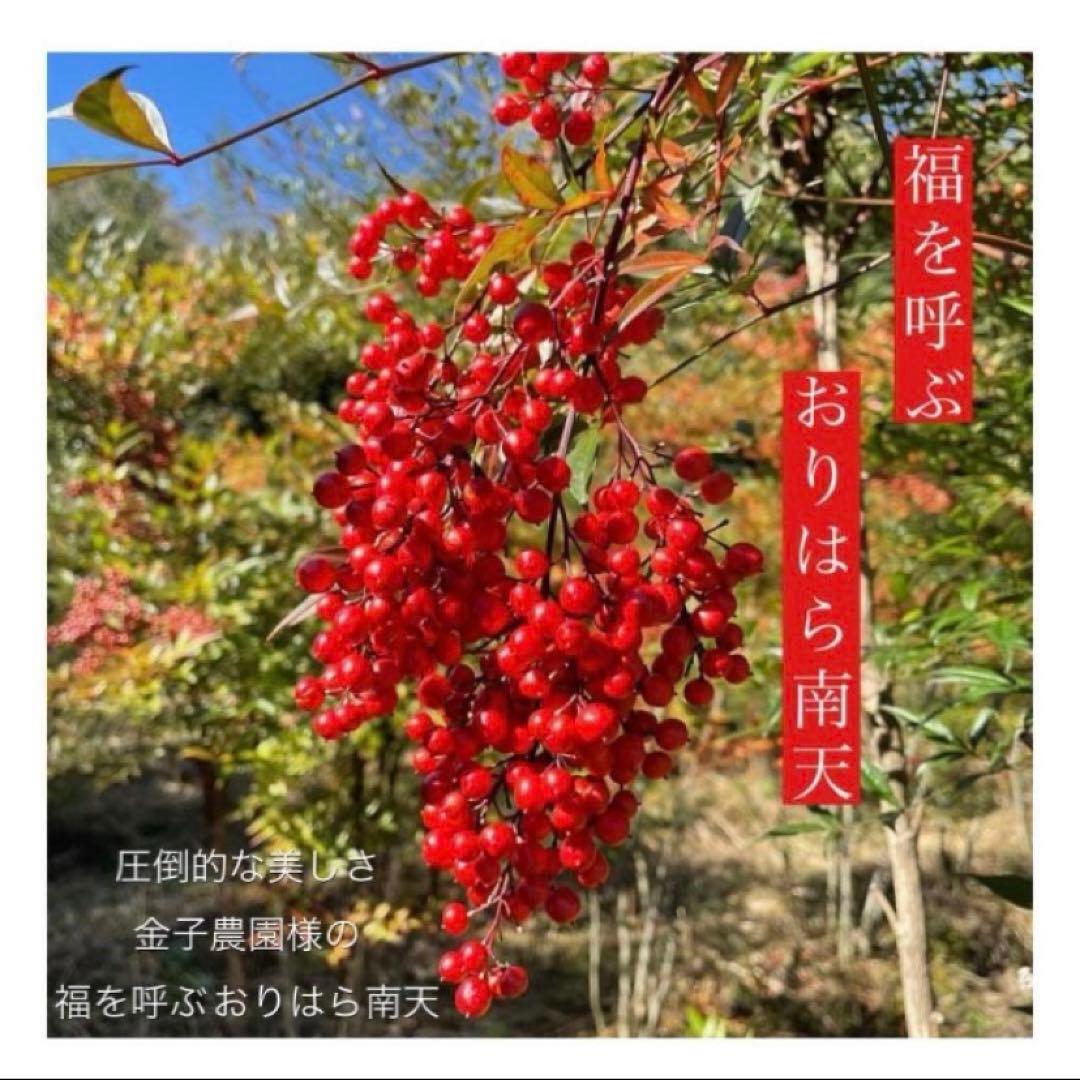 ⚠️専用品⚠️ おりはら南天 と お多福南天 福福 リース　おたふく南天 お正月飾り